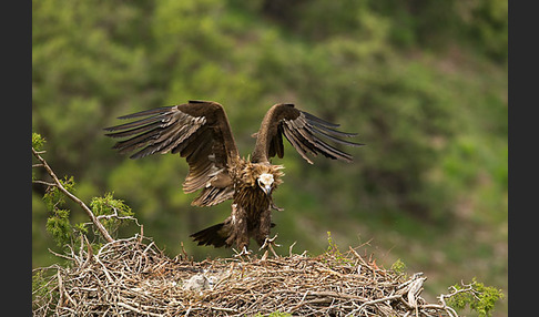 Mönchsgeier (Aegypius monachus)