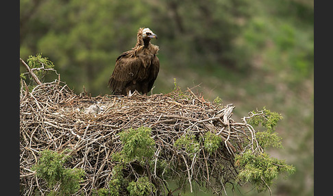 Mönchsgeier (Aegypius monachus)