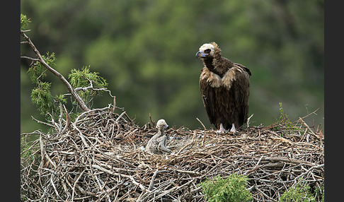 Mönchsgeier (Aegypius monachus)