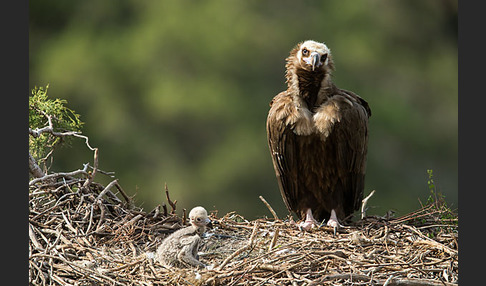 Mönchsgeier (Aegypius monachus)