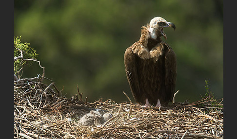 Mönchsgeier (Aegypius monachus)