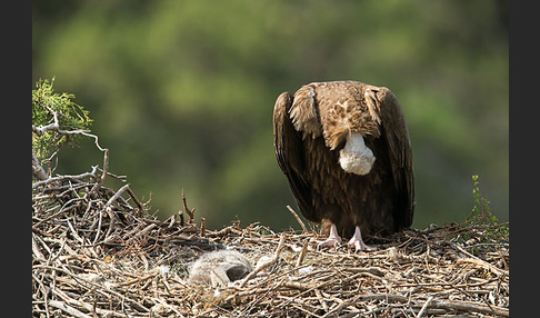 Mönchsgeier (Aegypius monachus)