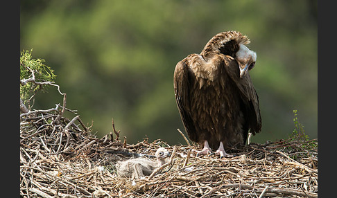 Mönchsgeier (Aegypius monachus)