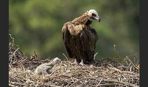 Mönchsgeier (Aegypius monachus)