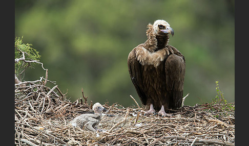 Mönchsgeier (Aegypius monachus)