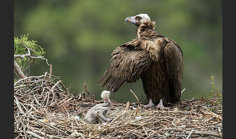 Mönchsgeier (Aegypius monachus)