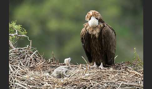 Mönchsgeier (Aegypius monachus)