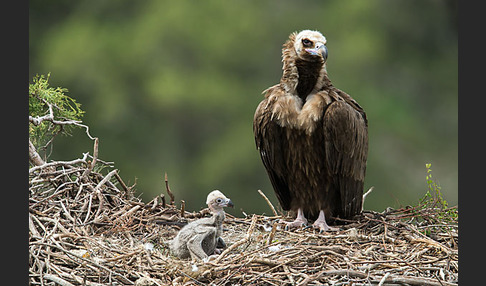 Mönchsgeier (Aegypius monachus)