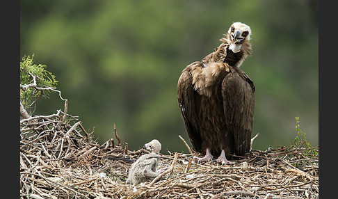 Mönchsgeier (Aegypius monachus)