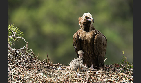 Mönchsgeier (Aegypius monachus)