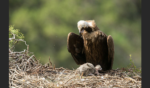 Mönchsgeier (Aegypius monachus)