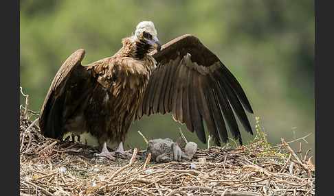 Mönchsgeier (Aegypius monachus)