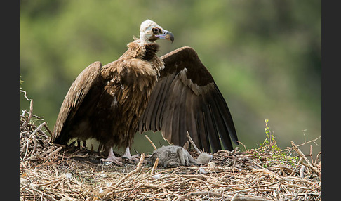 Mönchsgeier (Aegypius monachus)