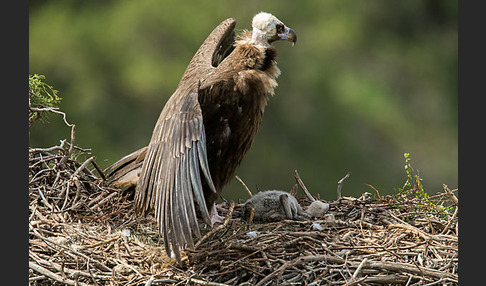 Mönchsgeier (Aegypius monachus)