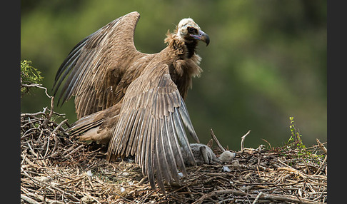 Mönchsgeier (Aegypius monachus)