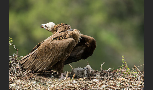 Mönchsgeier (Aegypius monachus)