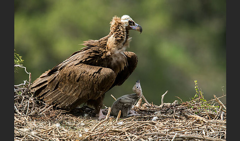 Mönchsgeier (Aegypius monachus)