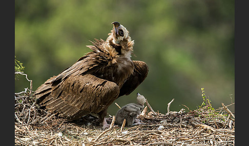 Mönchsgeier (Aegypius monachus)