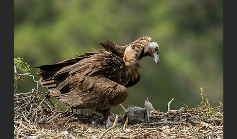 Mönchsgeier (Aegypius monachus)