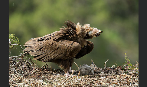 Mönchsgeier (Aegypius monachus)