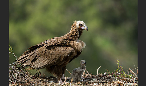 Mönchsgeier (Aegypius monachus)