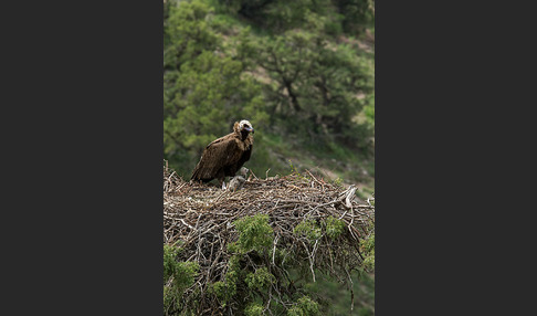 Mönchsgeier (Aegypius monachus)