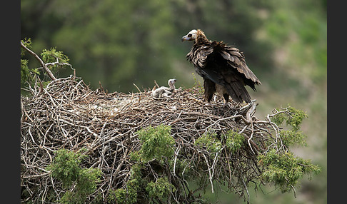 Mönchsgeier (Aegypius monachus)