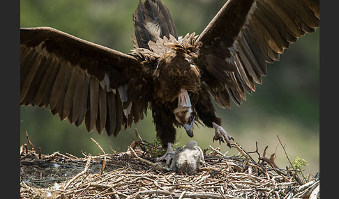 Mönchsgeier (Aegypius monachus)