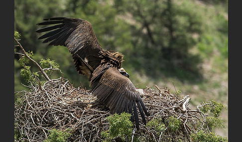 Mönchsgeier (Aegypius monachus)