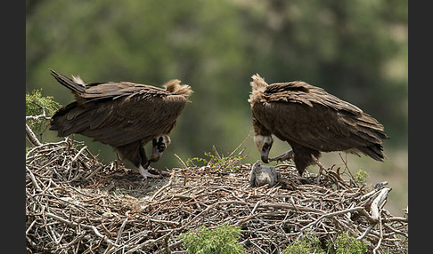 Mönchsgeier (Aegypius monachus)