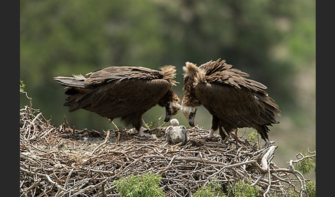 Mönchsgeier (Aegypius monachus)