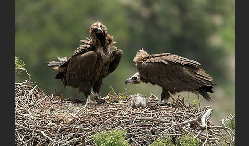 Mönchsgeier (Aegypius monachus)