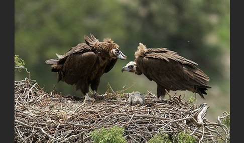 Mönchsgeier (Aegypius monachus)