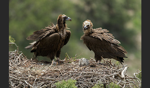 Mönchsgeier (Aegypius monachus)