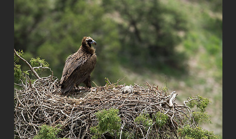 Mönchsgeier (Aegypius monachus)