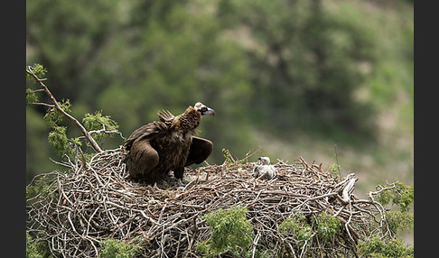 Mönchsgeier (Aegypius monachus)