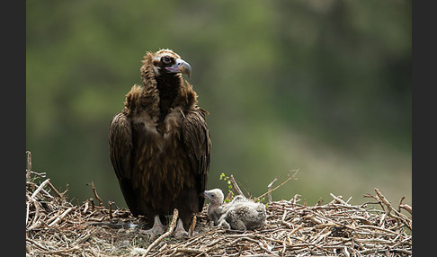 Mönchsgeier (Aegypius monachus)