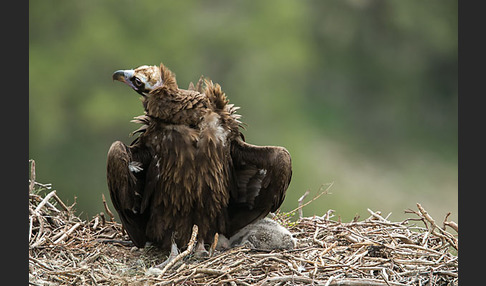 Mönchsgeier (Aegypius monachus)