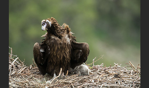 Mönchsgeier (Aegypius monachus)