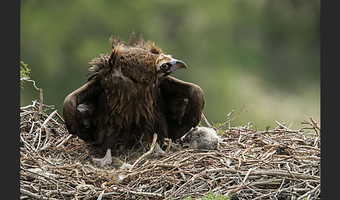 Mönchsgeier (Aegypius monachus)