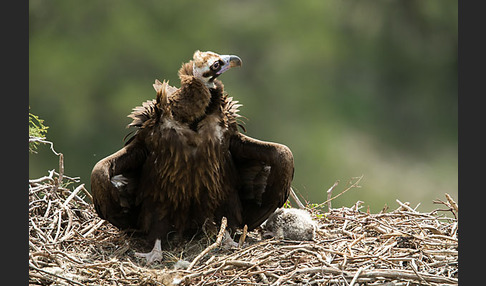 Mönchsgeier (Aegypius monachus)