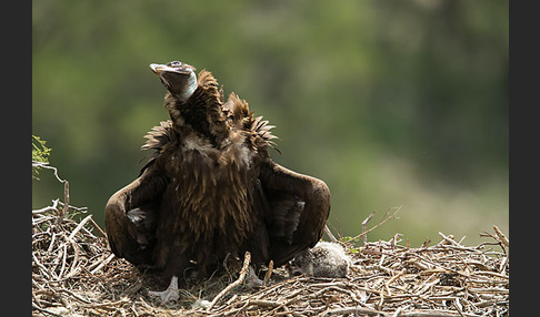 Mönchsgeier (Aegypius monachus)