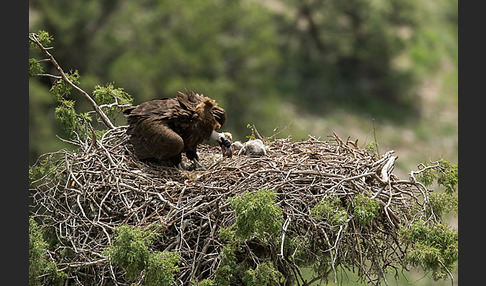 Mönchsgeier (Aegypius monachus)