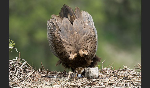 Mönchsgeier (Aegypius monachus)