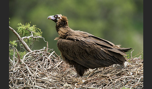 Mönchsgeier (Aegypius monachus)