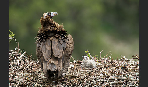 Mönchsgeier (Aegypius monachus)