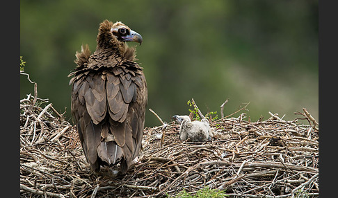 Mönchsgeier (Aegypius monachus)