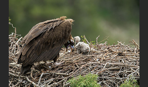 Mönchsgeier (Aegypius monachus)