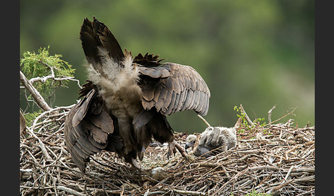 Mönchsgeier (Aegypius monachus)