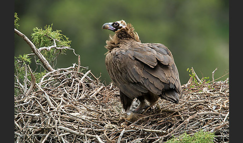 Mönchsgeier (Aegypius monachus)